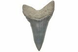 Huge! Fossil Mako Tooth - Lee Creek (Aurora), NC #220169-1